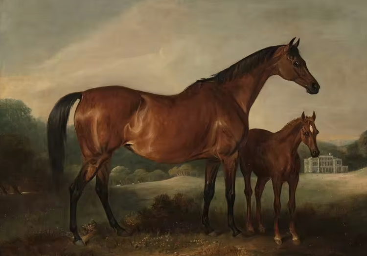 The Antique Equine Series ~ Print on Canvas